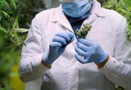 Ways to Enhance Safety in Cannabis Extraction