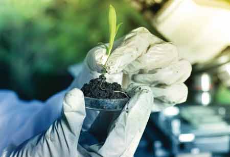 The Rise of the Global Legal Cannabis Market